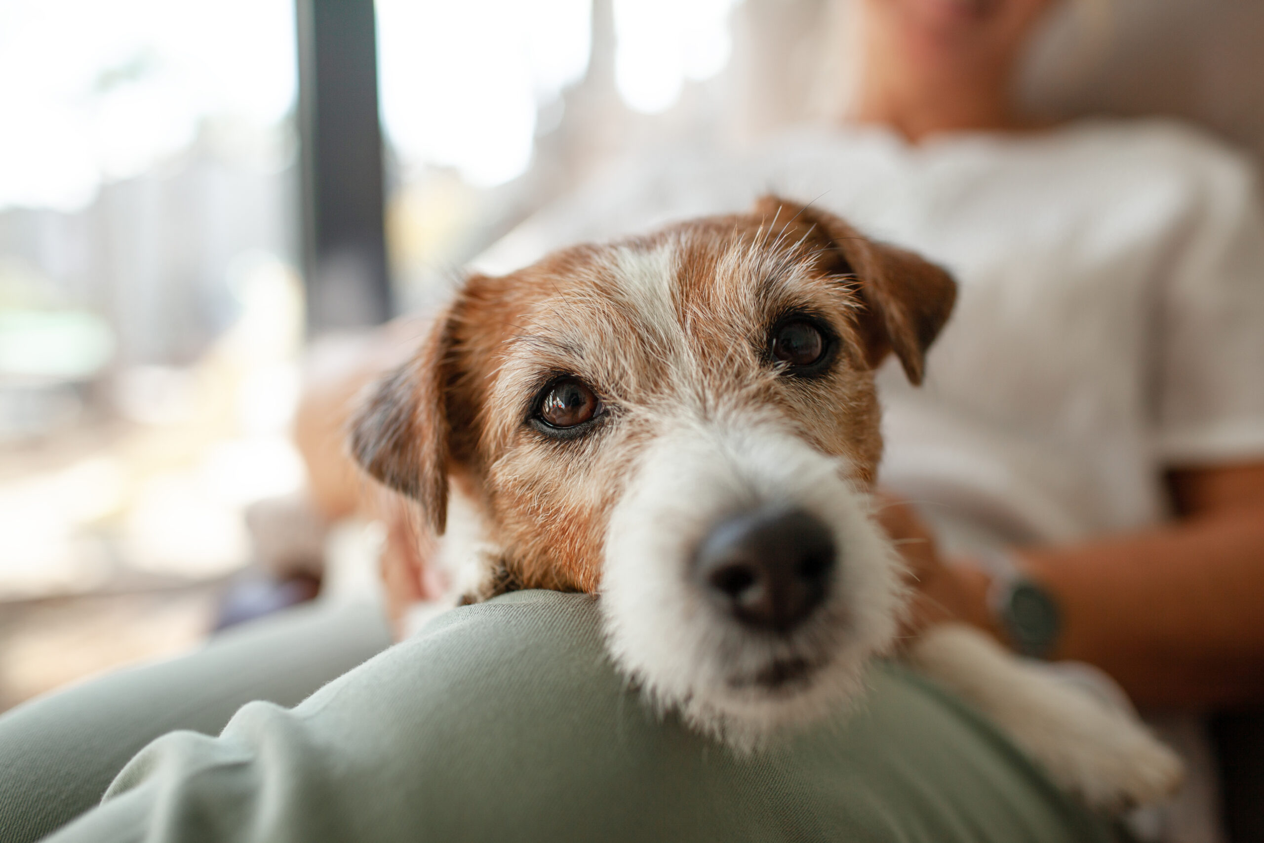 Image representing family and pet insurance